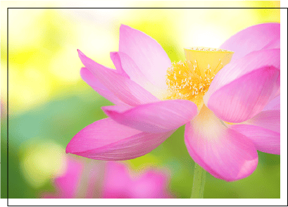 花・風景の作例