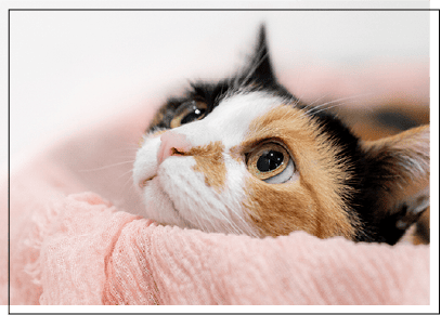 ペット撮影の作例