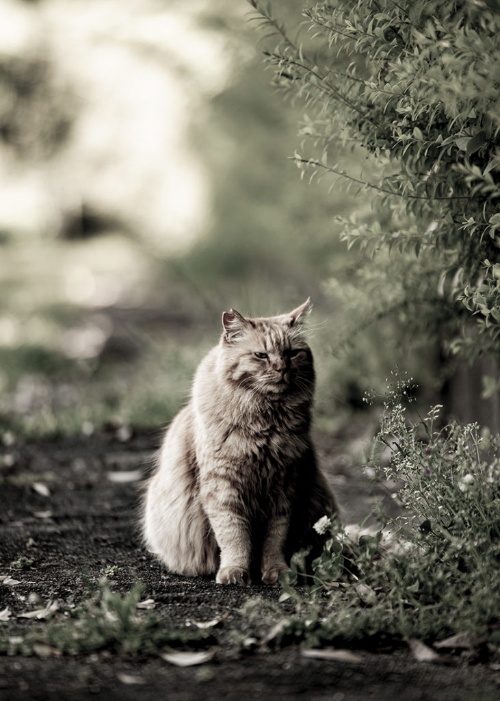 カールツァイスで撮る猫