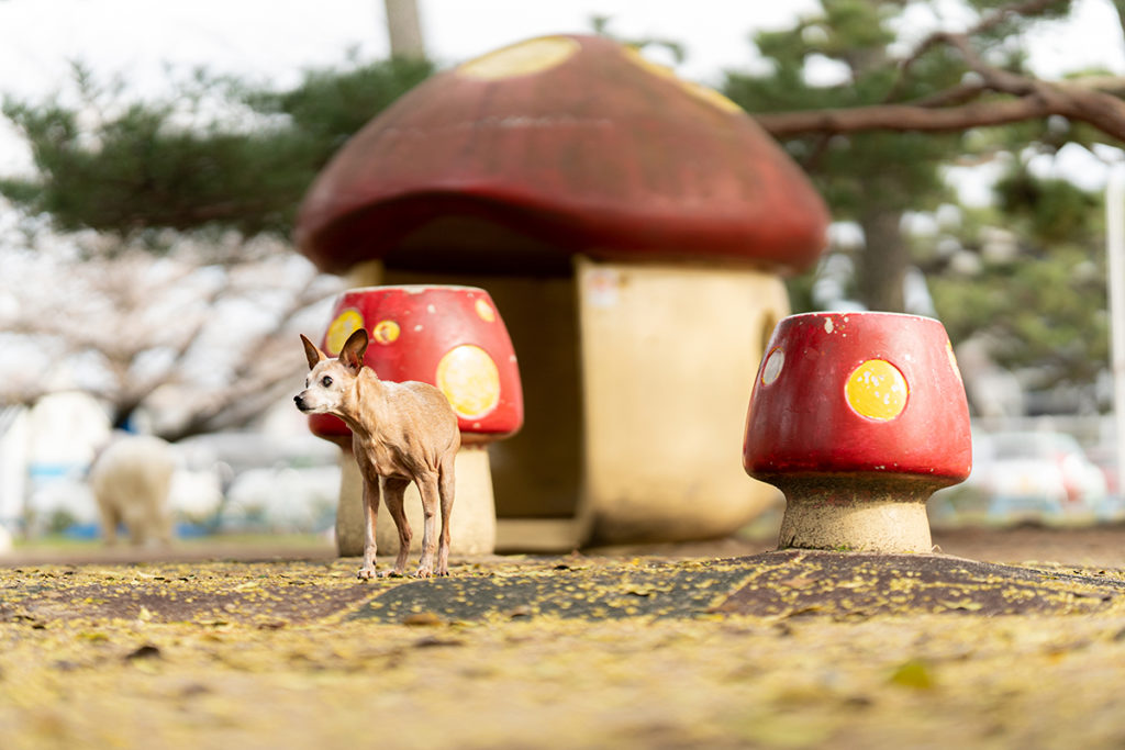 オールドレンズと犬