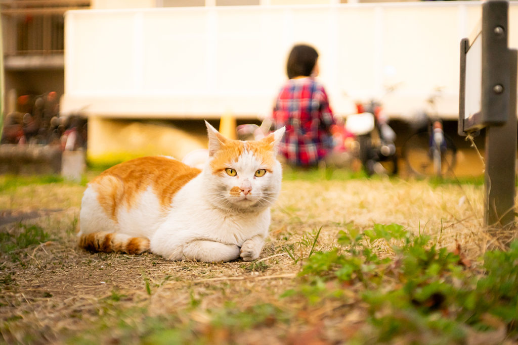カールツァイス イエナ テッサー 50mm F2.8