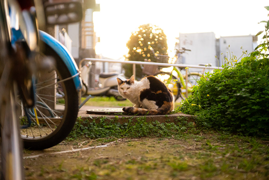 イエナ テッサー