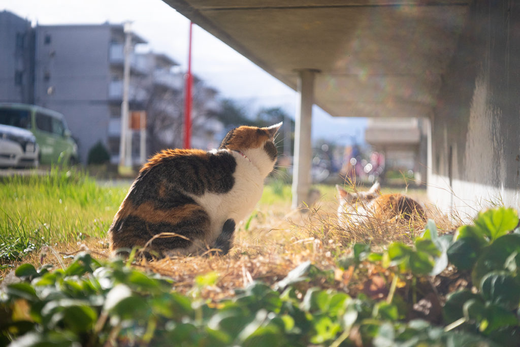 Industar-22(インダスター) 50mm F3.5