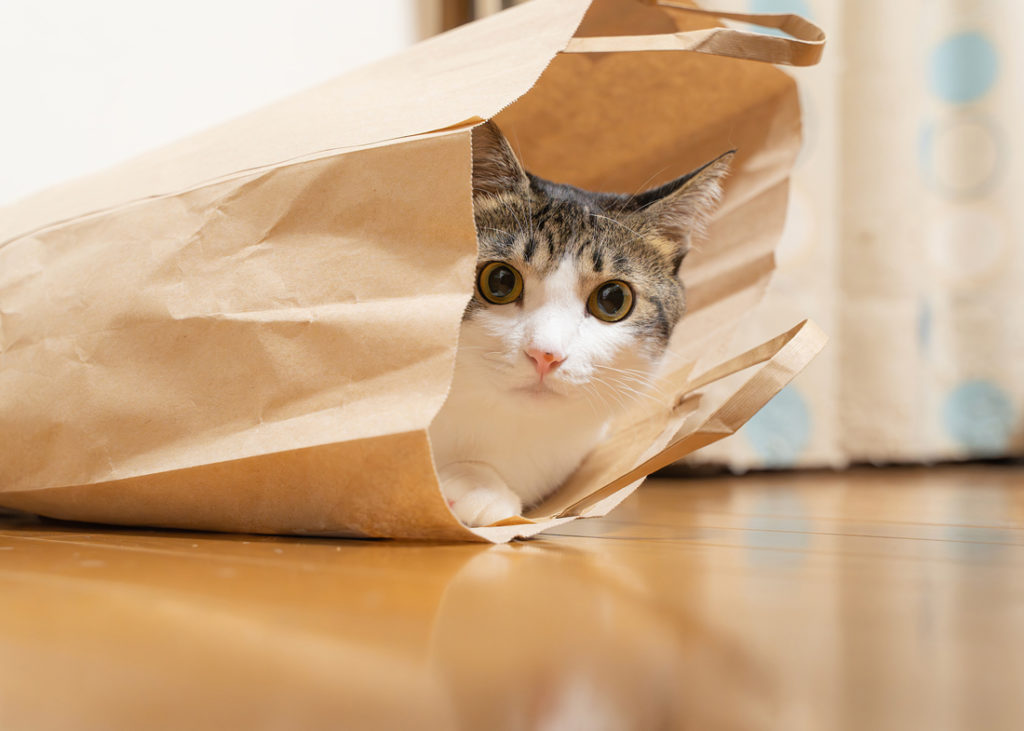 大阪の猫写真家