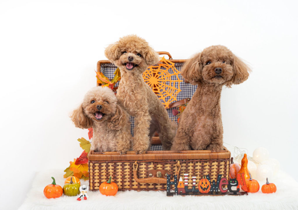 犬のイベント撮影会