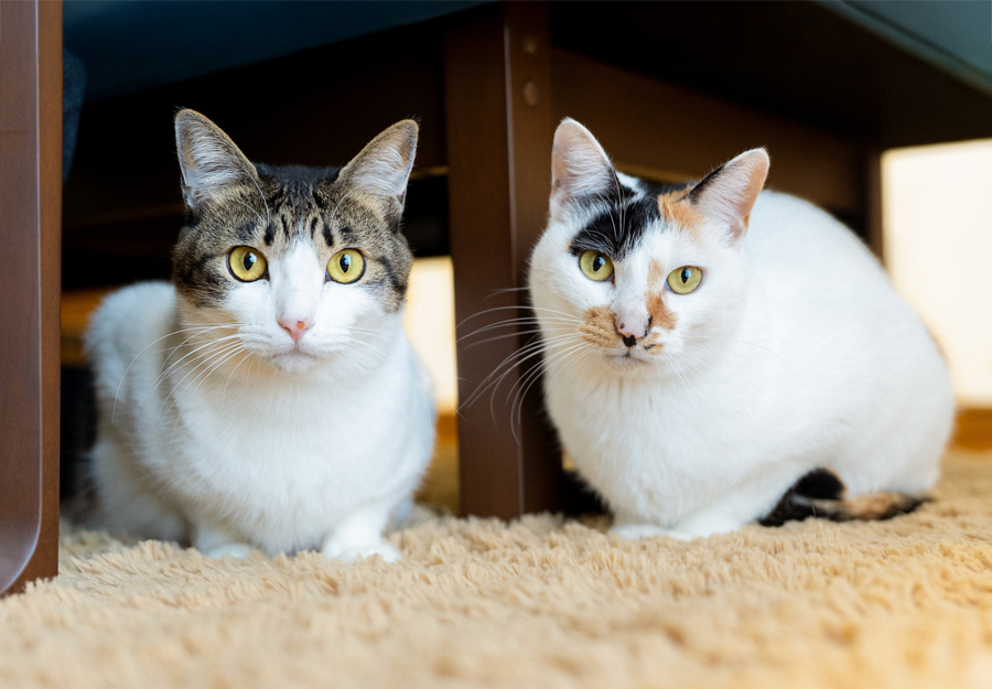 猫がうまく撮れない