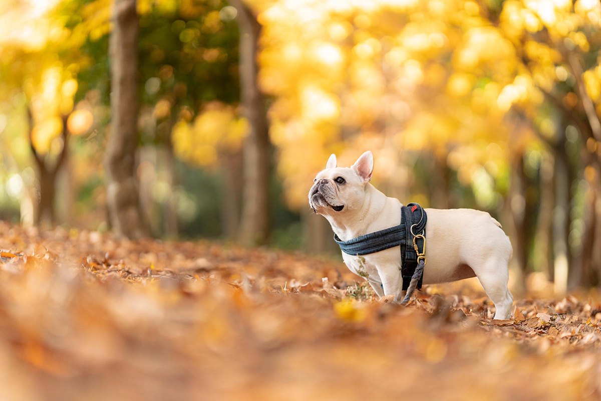 フレンチブルドッグの撮り方