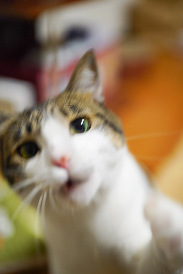 室内の猫撮影失敗例