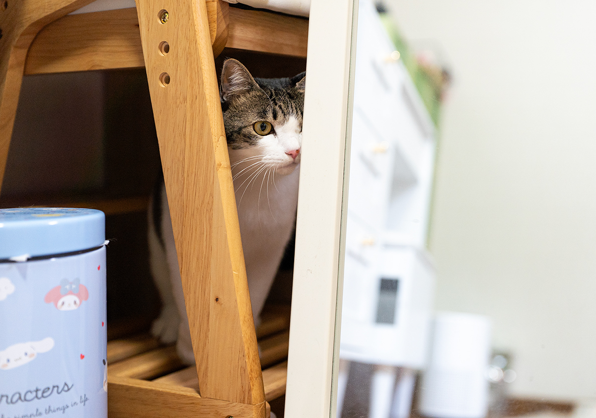 カメラから逃げる猫