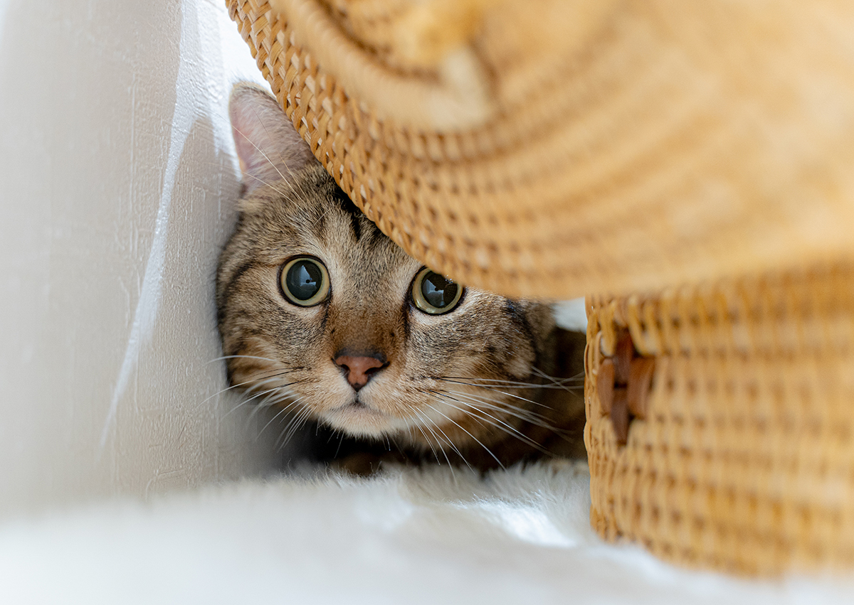 シャッターを怖がる猫