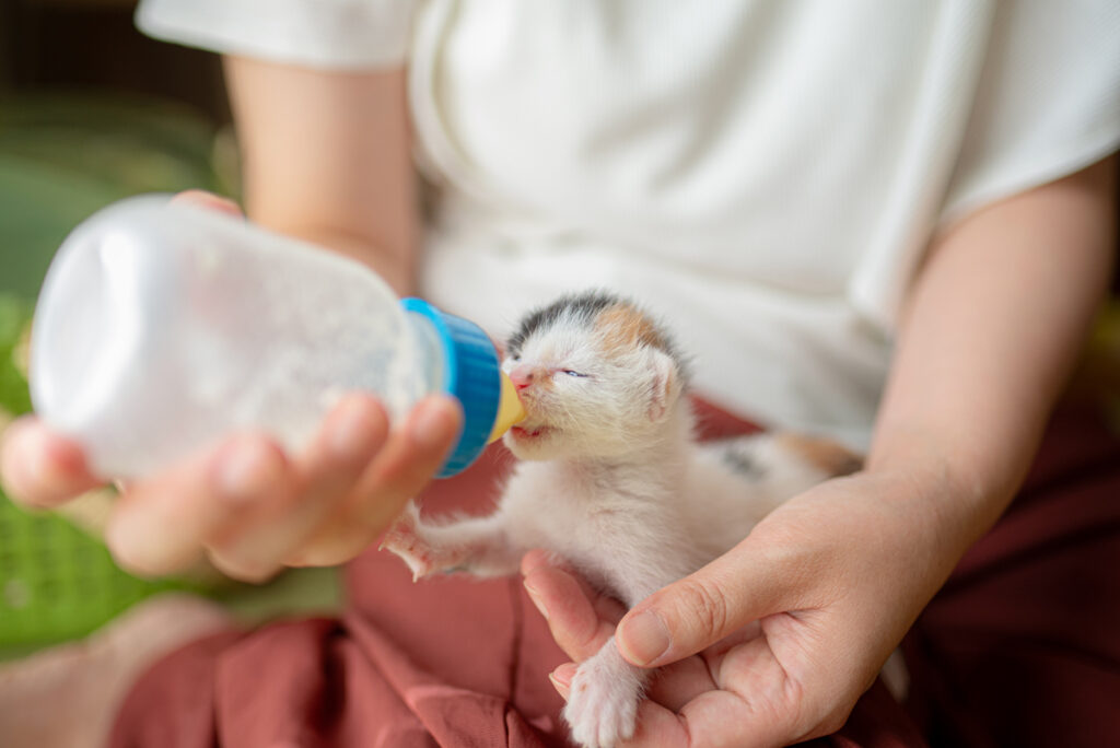 子猫　ミルクのあげ方