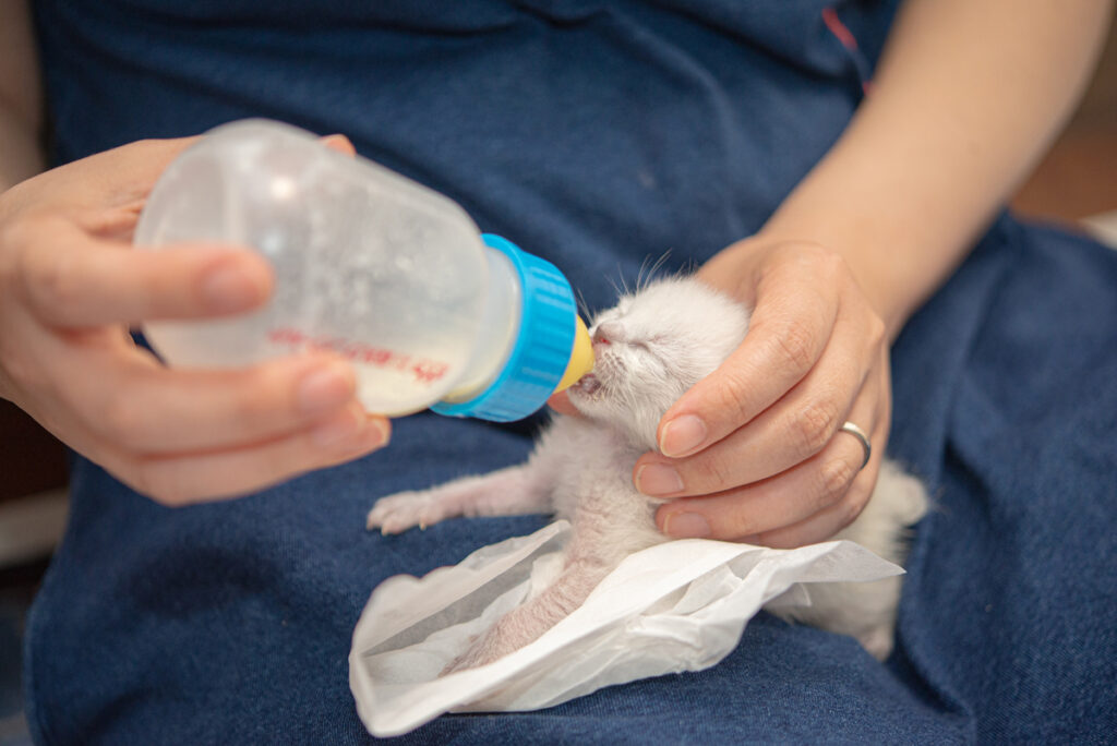 猫の授乳